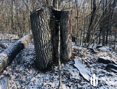 На Волині незаконно зрубали дерев на понад 5 млн