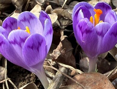 На Закарпатті зацвіли шафрани та підсніжники