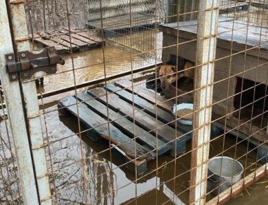 Притулок у Кропивницькому опинився під водою: “у пастці” сотні собак