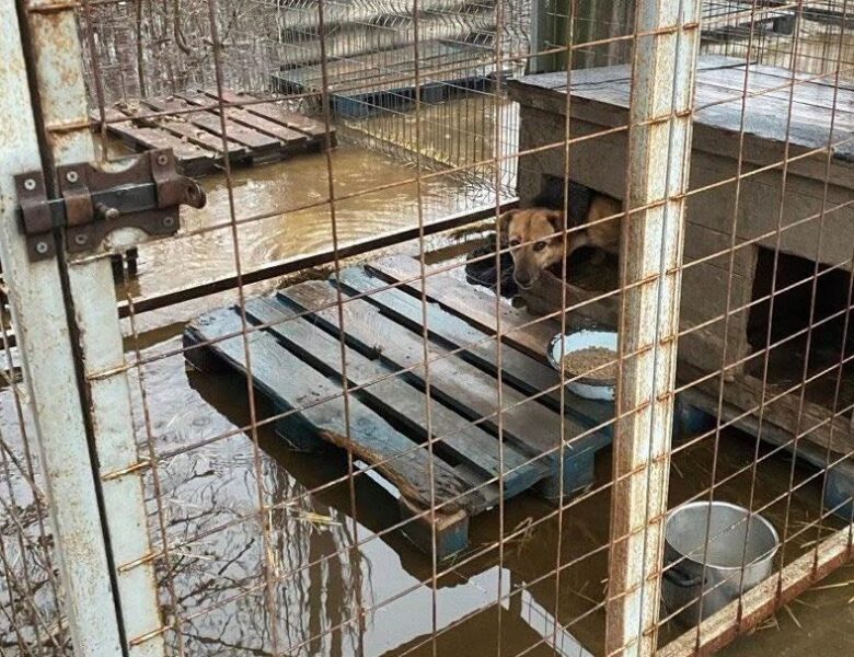 Притулок у Кропивницькому опинився під водою: “у пастці” сотні собак