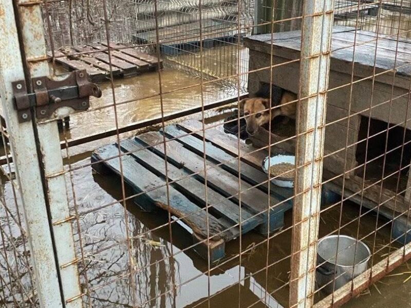 Притулок у Кропивницькому опинився під водою: “у пастці” сотні собак