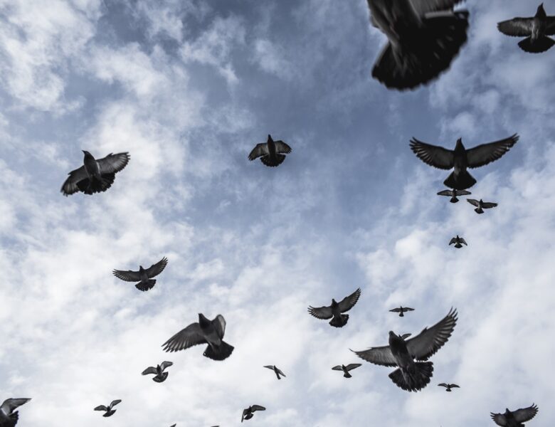 Російський стартап планує зробити з голубів “біодрони”