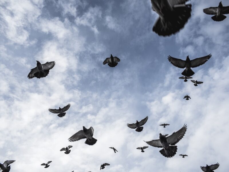 Російський стартап планує зробити з голубів “біодрони”