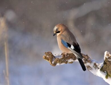 Синоптики розповіли, яку погоду чекати на вихідних