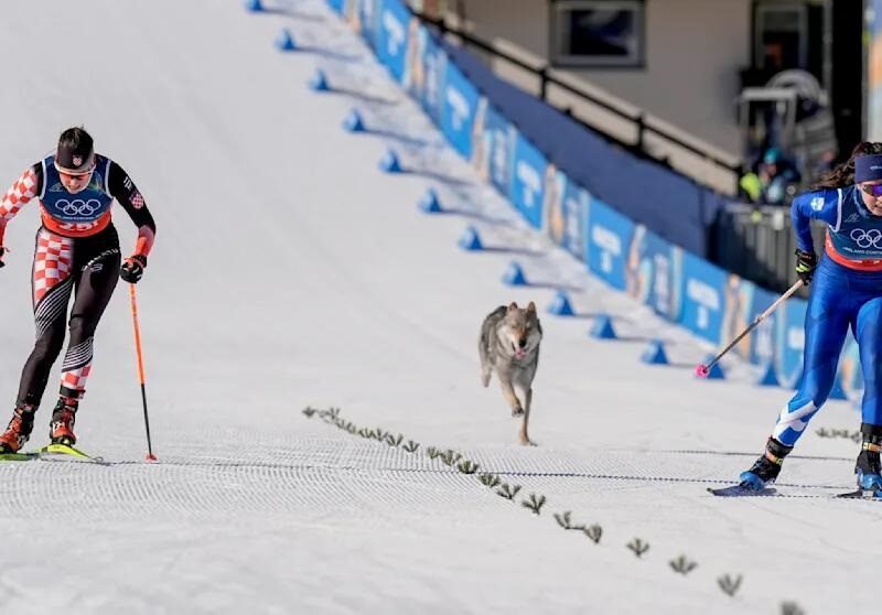 Собака став учасником жіночого кросу на Олімпіаді