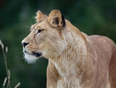 Суд виніс вирок власнику левиць, які втекли з вольєру у Хмельницькому