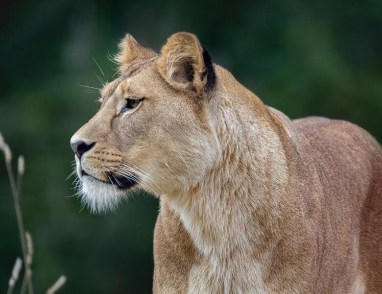 Суд виніс вирок власнику левиць, які втекли з вольєру у Хмельницькому