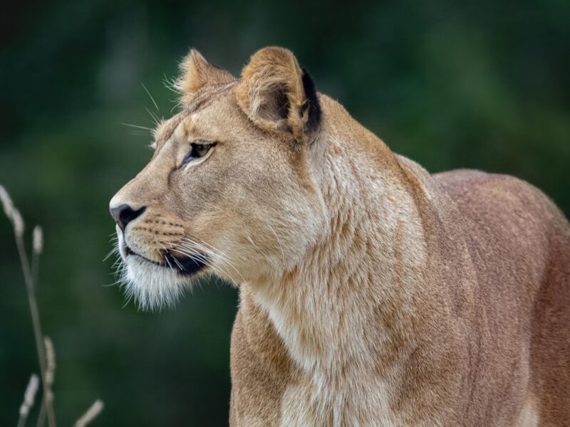 Суд виніс вирок власнику левиць, які втекли з вольєру у Хмельницькому