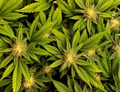 У Фінляндії не підтримали легалізацію канабісу