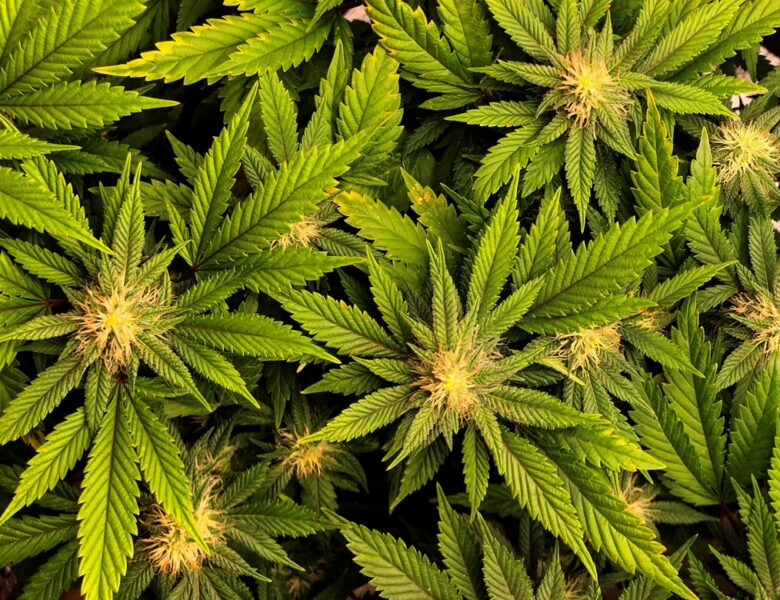 У Фінляндії не підтримали легалізацію канабісу