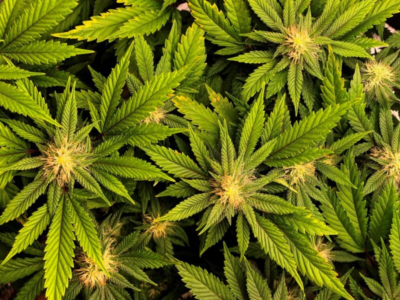 У Фінляндії не підтримали легалізацію канабісу