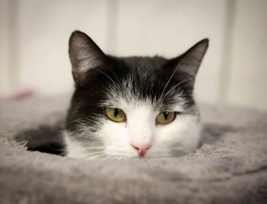 У Німеччині кішку Шилу віддали до притулку через тягу до поїздів