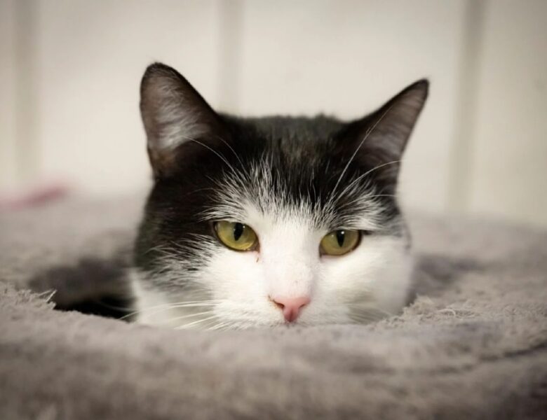 У Німеччині кішку Шилу віддали до притулку через тягу до поїздів