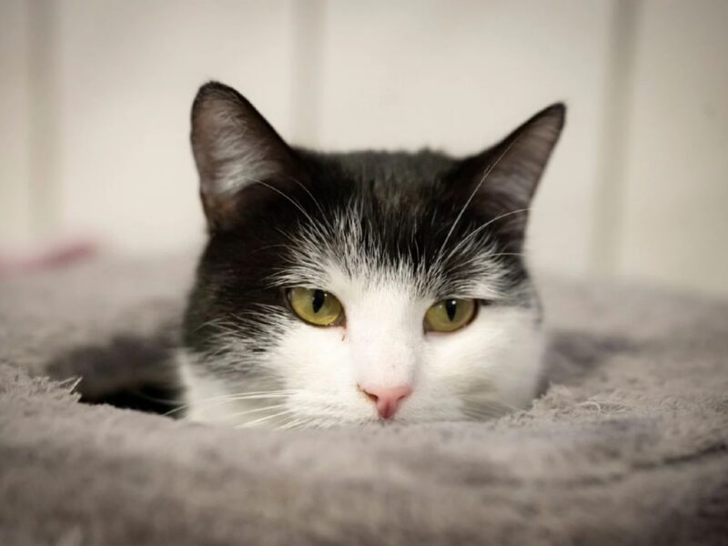 У Німеччині кішку Шилу віддали до притулку через тягу до поїздів