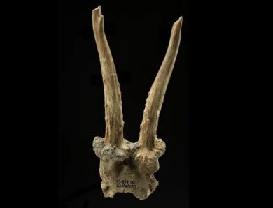 У Німеччині знайшли шаманський головний убір кам&rsquo;яної доби