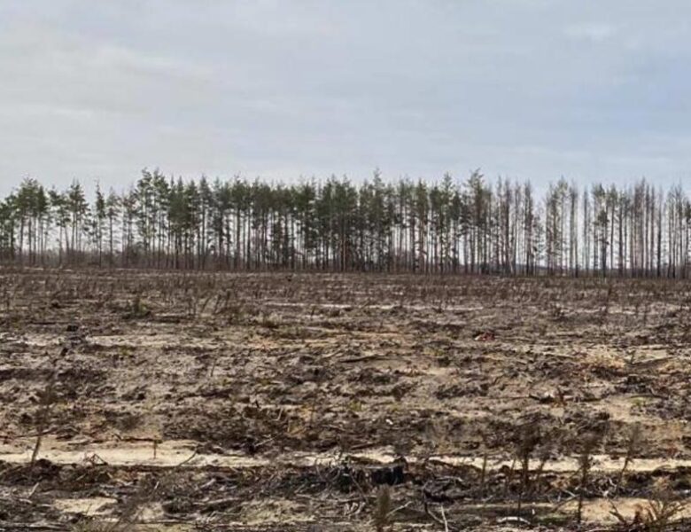 В Україні викрили схеми незаконних рубок на 18 млн