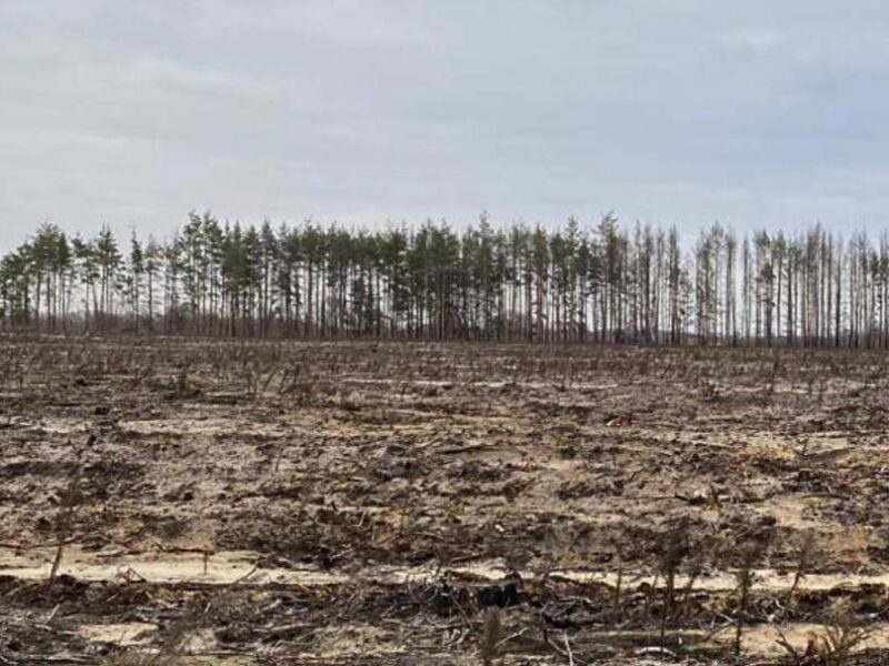 В Україні викрили схеми незаконних рубок на 18 млн