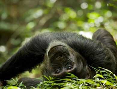 Вчені знайшли нові докази “гіпотези п&rsquo;яної мавпи”
