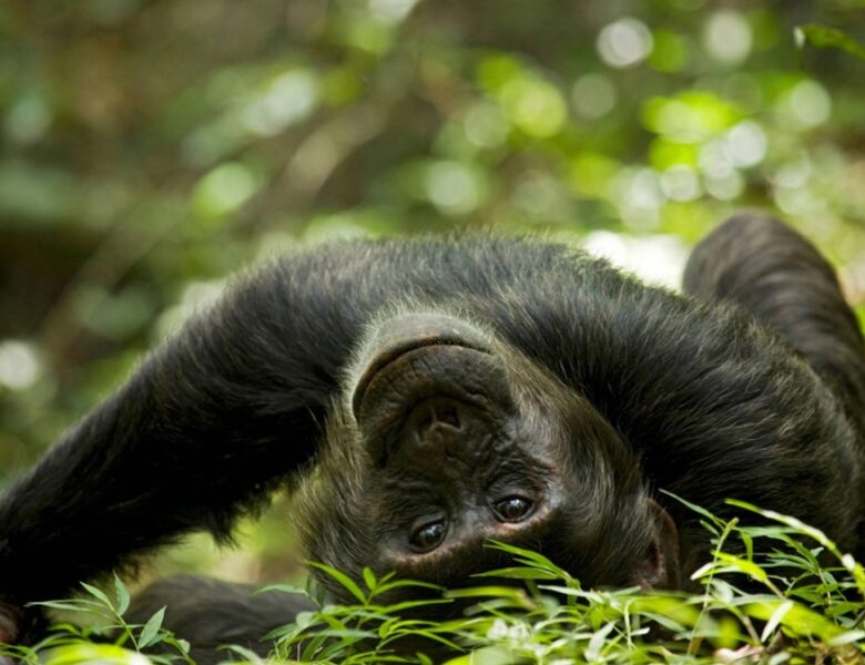 Вчені знайшли нові докази “гіпотези п&rsquo;яної мавпи”