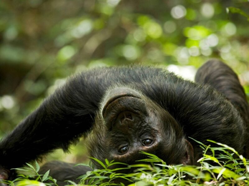 Вчені знайшли нові докази “гіпотези п&rsquo;яної мавпи”