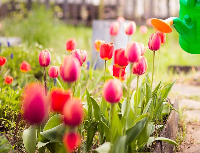 Весняна хитрість для пишного цвітіння тюльпанів у вашому саду