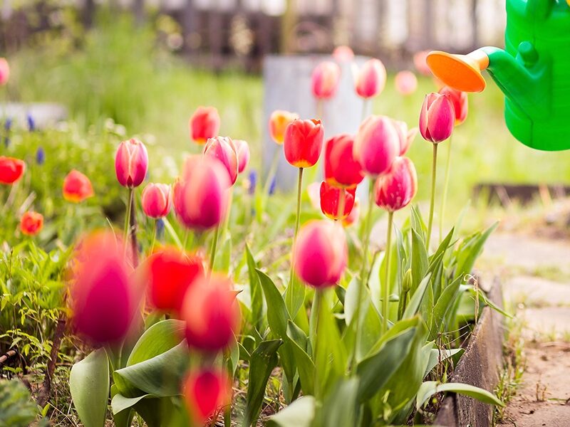 Весняна хитрість для пишного цвітіння тюльпанів у вашому саду