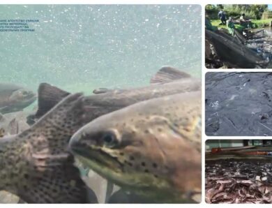 ❗️Аквакультура – один з елементів продовольчої безпеки держави