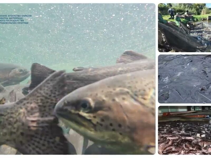 ❗️Аквакультура – один з елементів продовольчої безпеки держави