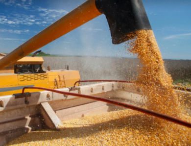 БЕБ запобігло незаконному експорту кукурудзи до Малайзії на 202 млн