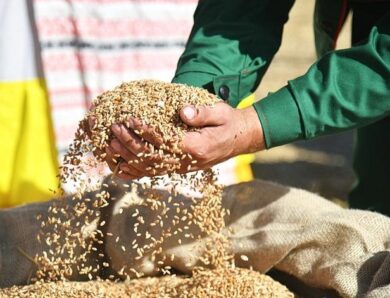 Білорусь продає крадене українське зерно, видаючи його за “своє” – ЦПД