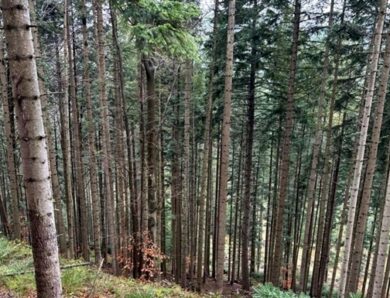 Державі повернули 20 ділянок зі столітнім лісом поблизу Буковеля