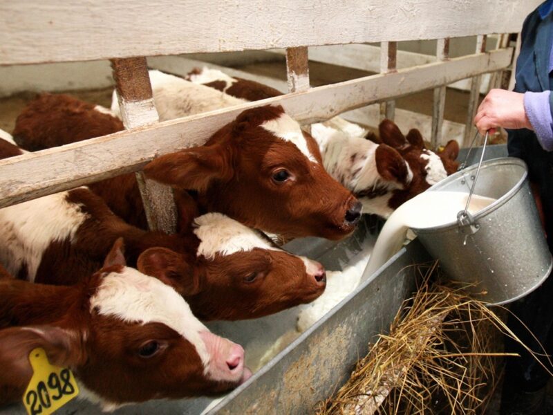 Фермери РФ втратили 1,5 млрд рублів через масове знищення худоби