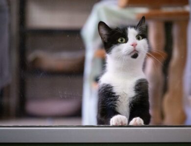 Кішок почали використовувати в терапії аутизму та тривожних розладів