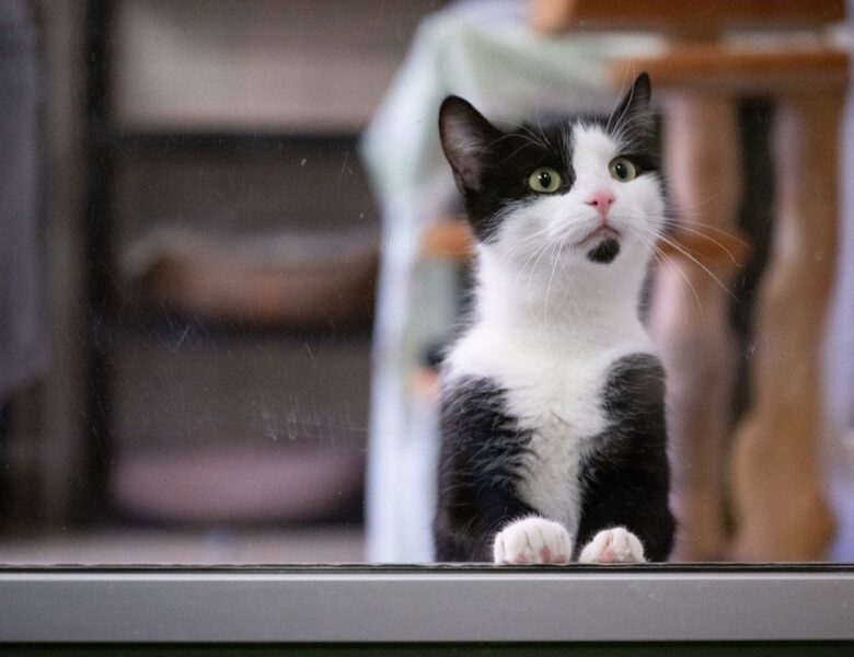 Кішок почали використовувати в терапії аутизму та тривожних розладів