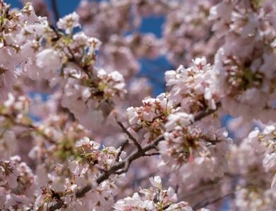 Квітень 2026: що буде з тарифами, виплатами переселенцям та пенсіями