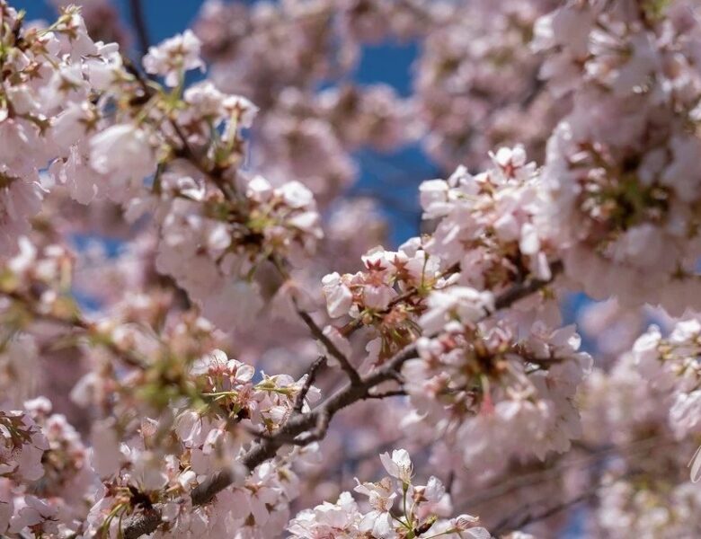 Квітень 2026: що буде з тарифами, виплатами переселенцям та пенсіями