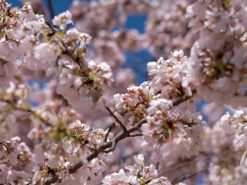 Квітень 2026: що буде з тарифами, виплатами переселенцям та пенсіями