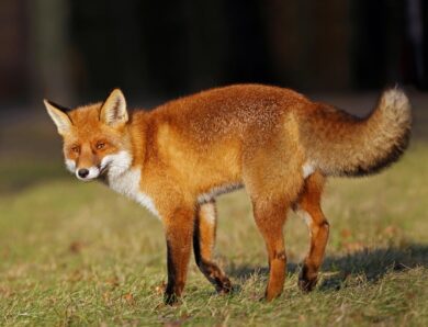 Лисиця проти вовка: унікальне відео полювання тварин