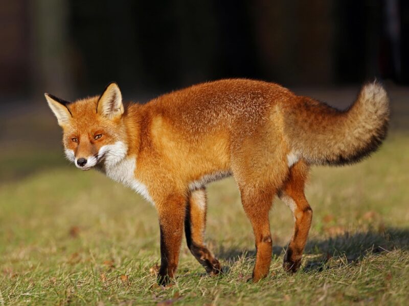 Лисиця проти вовка: унікальне відео полювання тварин
