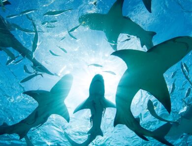 На Багамах в крові акул виявили кокаїн і кофеїн