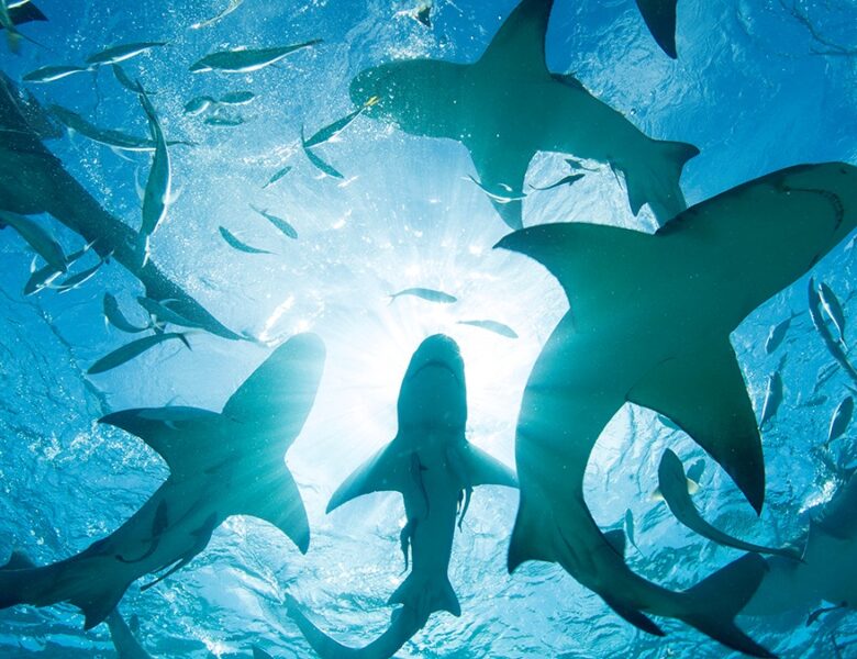 На Багамах в крові акул виявили кокаїн і кофеїн