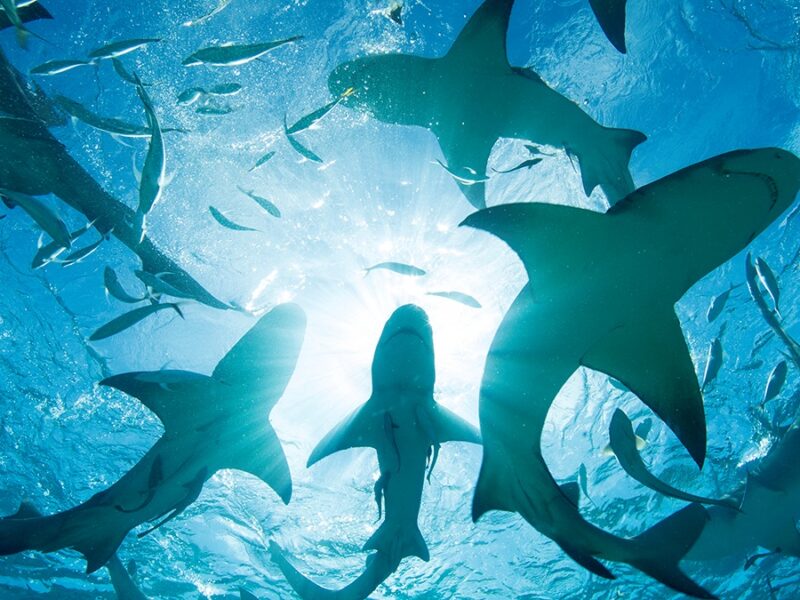 На Багамах в крові акул виявили кокаїн і кофеїн