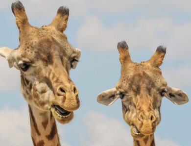 Названо сім видів тварин, які оплакують близьких