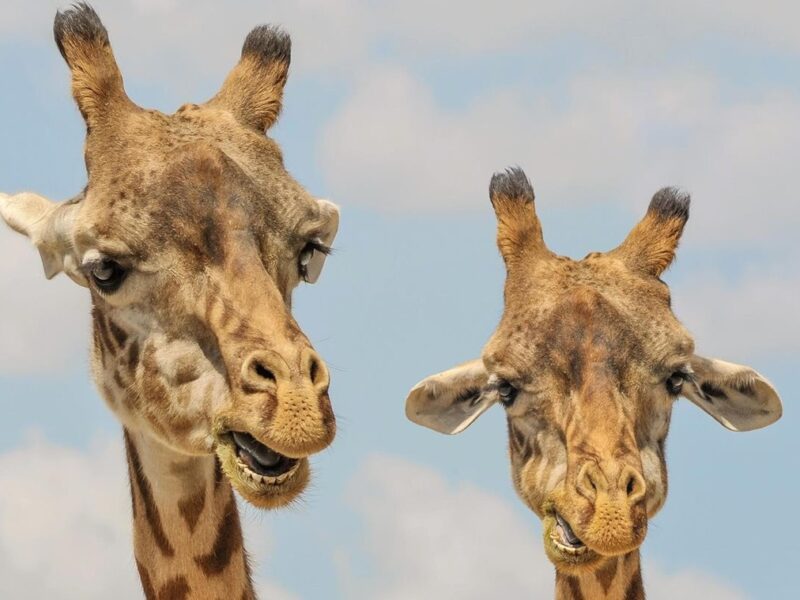 Названо сім видів тварин, які оплакують близьких