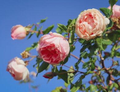 Обрізання троянд – покрокова інструкція