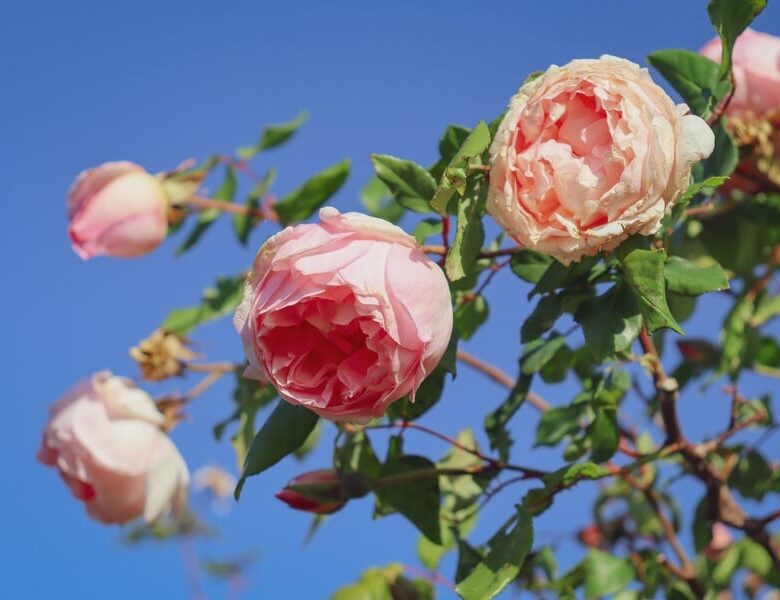 Обрізання троянд – покрокова інструкція