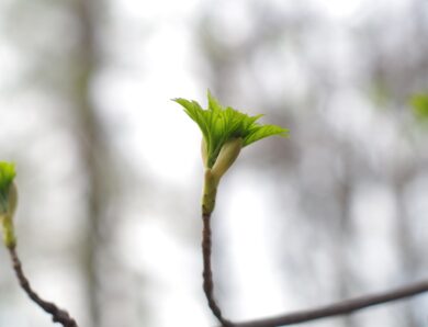 Потепління, місцями дощитиме: синоптики про погоду у найближчі дні