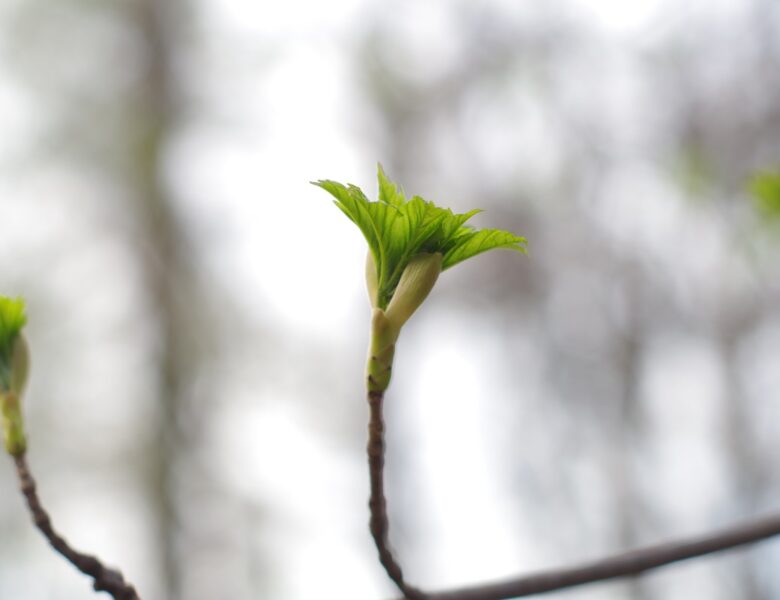 Потепління, місцями дощитиме: синоптики про погоду у найближчі дні