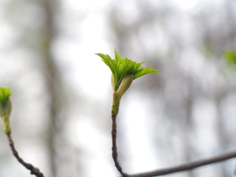 Потепління, місцями дощитиме: синоптики про погоду у найближчі дні