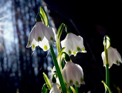 Прогріє до +15&deg;: якою буде погода на початку тижня